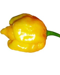 Trinidad Moruga Scorpion Yellow