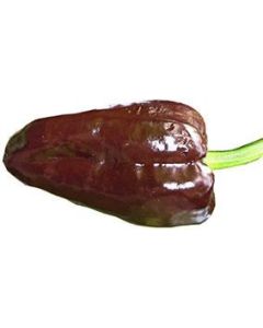 Mulato Isleno