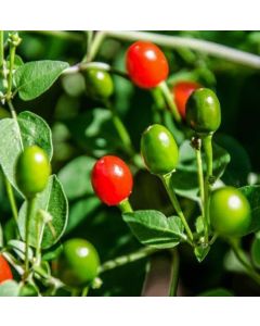  O´odham Chiltepin 