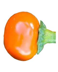 Orange Koral