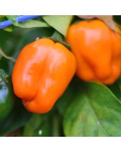 Orange Squash Pepper