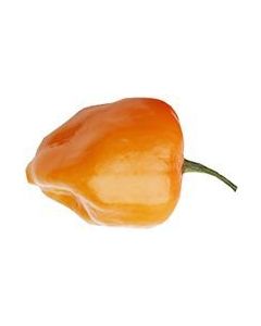 Pimenta Preta Orange