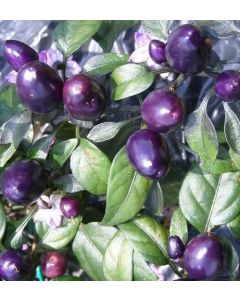 Pretty Purple