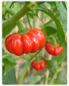 Prik Fak Thong - Pumpkin Pepper