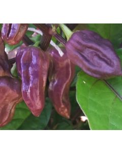 Bhut Jolokia Purple