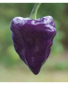 Purple Ufo