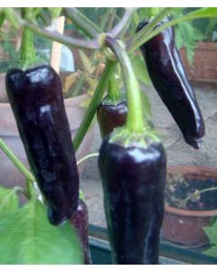 Jalapeno Purple