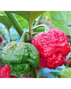 Rons RRC 420 Moruga
