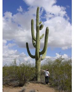 Kaktus - Saguaru