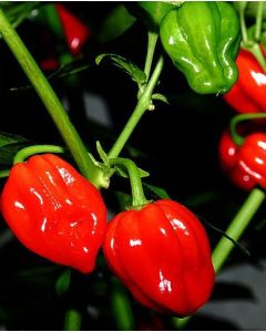 Scotch Bonnet Red