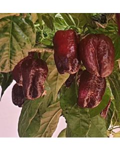 Scotch Bonnet Chocolate