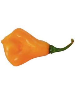 Scotch Bonnet Jamaican Long