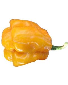 Scotch Bonnet MOA