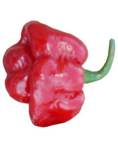 Scotch Bonnet MOA Red