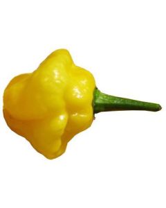 Scotch Bonnet Yellow