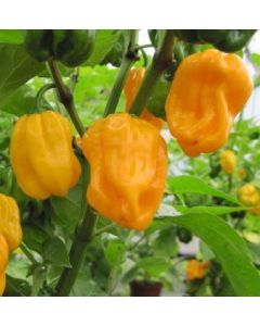 Numex Suave Orange