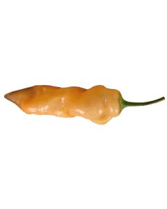 Sugar Rush Orange