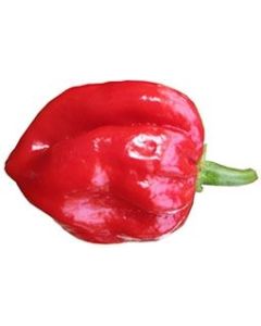 Habanero Surinam Red