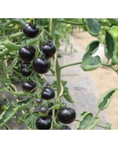 Körsbärstomat - Indigo Rose