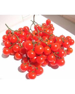 Tomat - Riesentraube Cherry