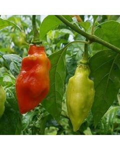 Trinidad Pimento