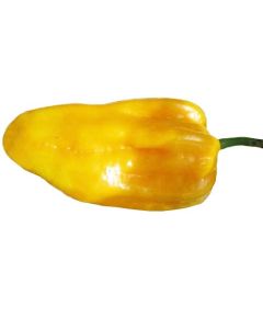 Aji Umba Yellow