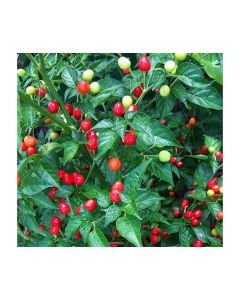 Trinidad Small Cherry (Wiri Wiri)