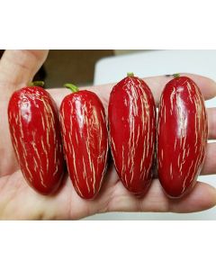 Jalapeno Zapotec