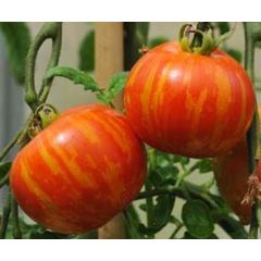 Tomat - Tigerella