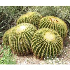 Kaktus - Svärmors Kudde