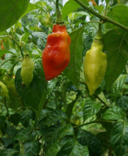 Trinidad Pimento