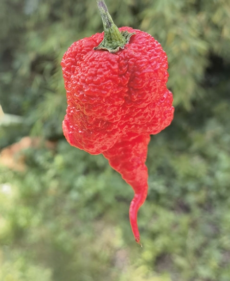 Carolina Reaper