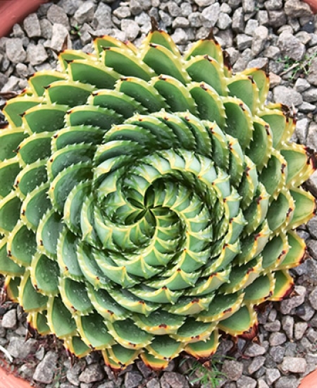 Spiral Aloe